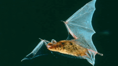 Descubren seis especies de murciélagos en América que brillan de color verde bajo luz ultravioleta