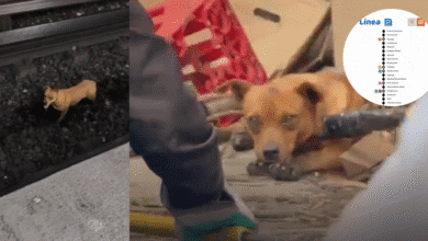 Caos en la Línea 2 del Metro CDMX Rescate de Perrito Provoca Retrasos de Hasta 30 Minutos y Colapso en Hidalgo (Foto por Redes sociales @luiscarloshdv y @LisetGlezG)