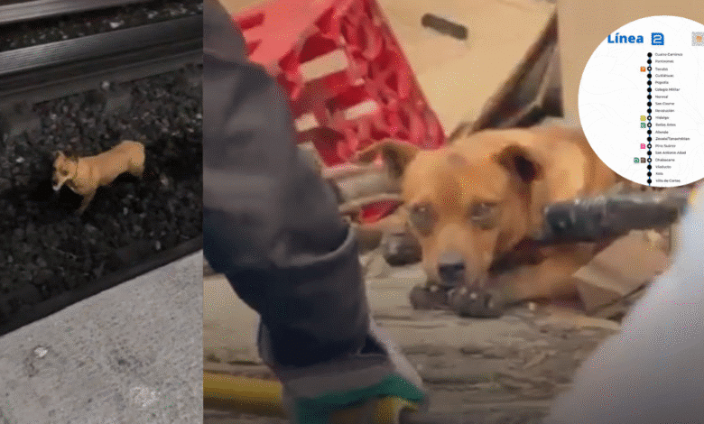 Caos en la Línea 2 del Metro CDMX Rescate de Perrito Provoca Retrasos de Hasta 30 Minutos y Colapso en Hidalgo (Foto por Redes sociales @luiscarloshdv y @LisetGlezG)