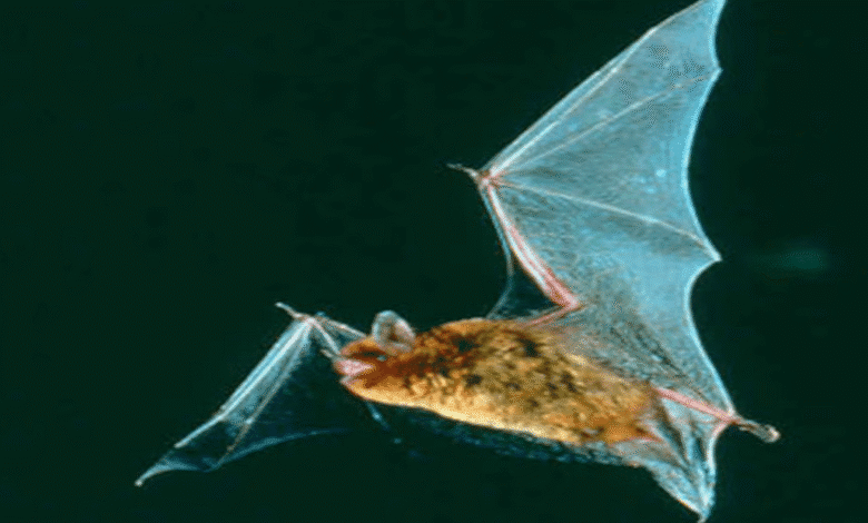 Descubren seis especies de murciélagos en América que brillan de color verde bajo luz ultravioleta