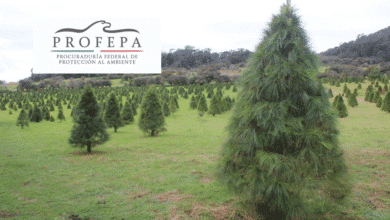 Profepa inspecciona más de 130 mil árboles de Navidad importados